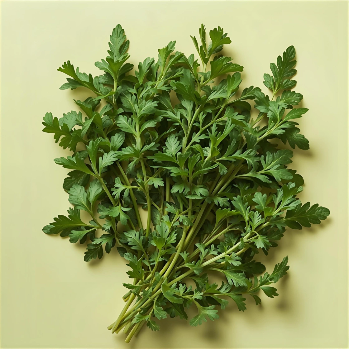 Oregano